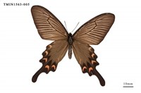 藏品(麝鳳蝶)的圖片